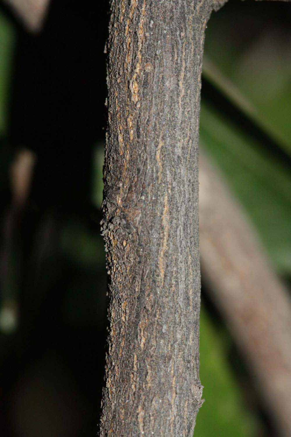              Second - third year twig (Riverside, CA)       